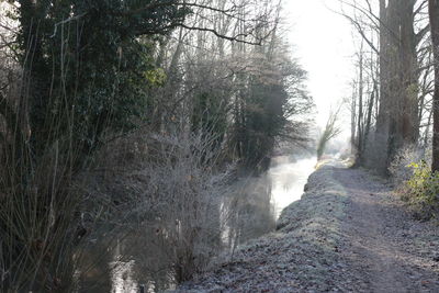 Low angle view of trees in forest against sky
