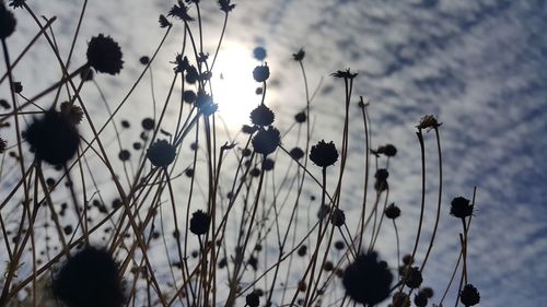 Low angle view of plants against sky