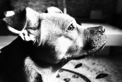 Close-up of a dog looking away