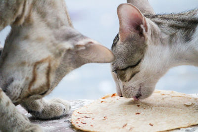 Close-up of a cats