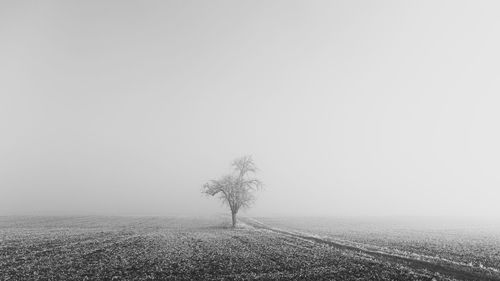 Tree on field against sky