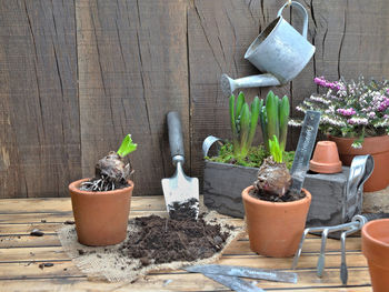 Potted plants on table