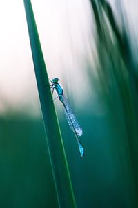 Close-up of a damselfly on stem of grass