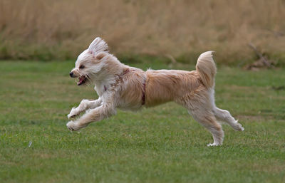 Dog running in a field.