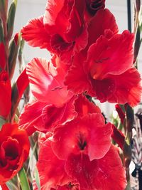 Close-up of red hibiscus blooming outdoors