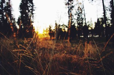 Close-up of plant at sunset