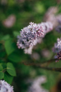 Close-up of purple flowering plant