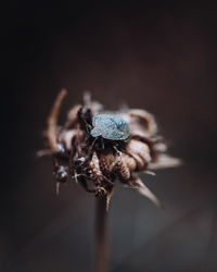 Close-up of wilted flower