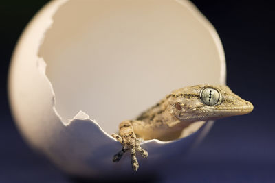 Close-up of lizard on black background