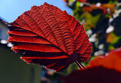 Close-up of red flower