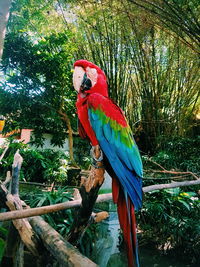 View of parrot perching on branch