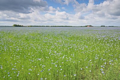 Scenic view of field against sky