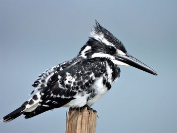 Pied kingfisher