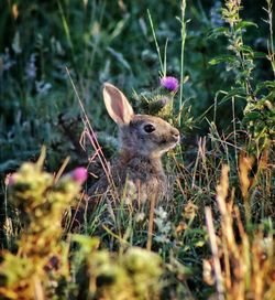 Close-up of an animal on land