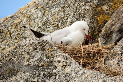 Bird perching on ground