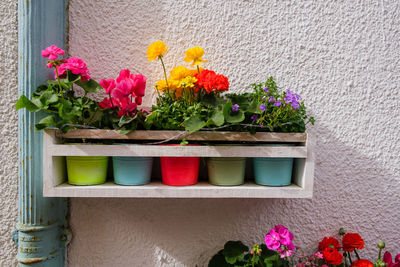 Potted plant against wall