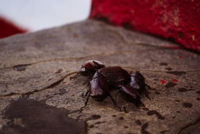 Close-up of crab on rock