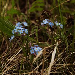 Close-up of blue flowering plant on field