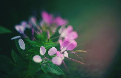 Close-up of flowers against blurred background