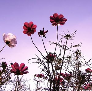 Low angle view of pink flowers against clear sky