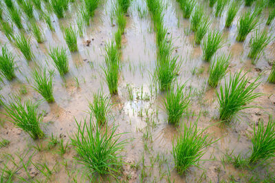 High angle view of grass on field