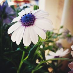 Close-up of purple flower blooming outdoors