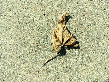 High angle view of dry leaf on street