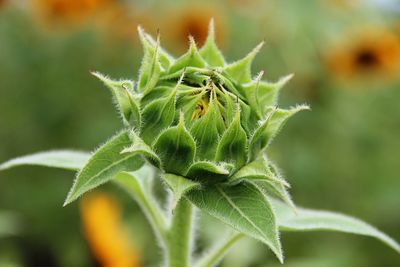 Close-up of flower buds growing outdoors