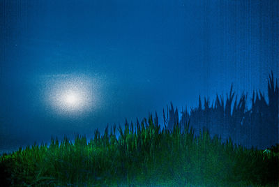 Low angle view of plants against blue sky