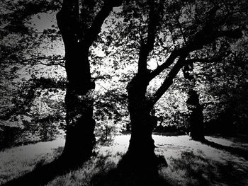 Silhouette tree by lake in forest