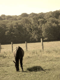 Horse in a field