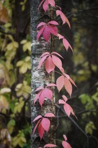 Close-up of pink leaves on tree trunk