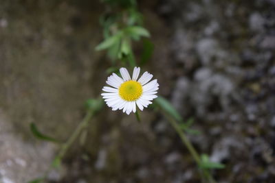 Close-up of white flower blooming outdoors