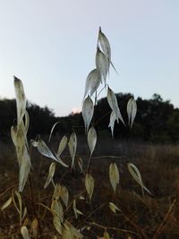 Close-up of plant against blurred background