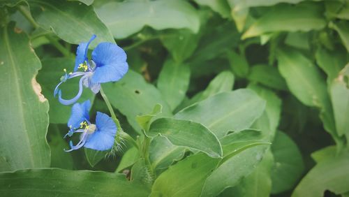 Close-up of purple flowers