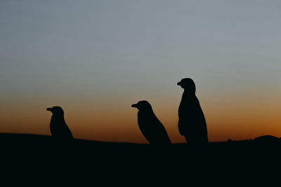 Magellanic penguin in patagonia.