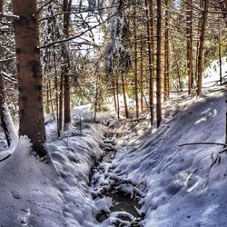 Snow covered trees in forest