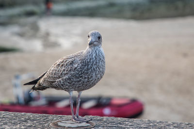 Close-up of seagull perching on land