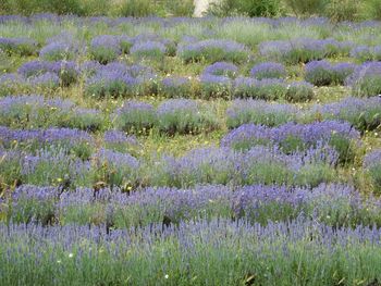 Flowers growing in field