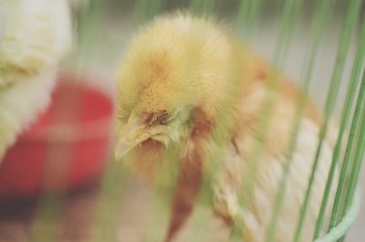Close-up of a bird in cage