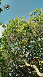 Low angle view of trees