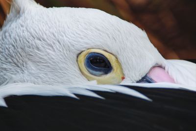 Close up of eye of white bird