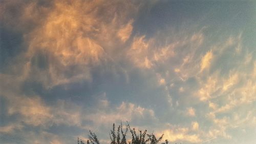 Low angle view of trees against sky