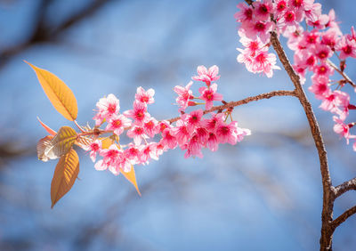 Close-up of butterfly on pink flowering plant