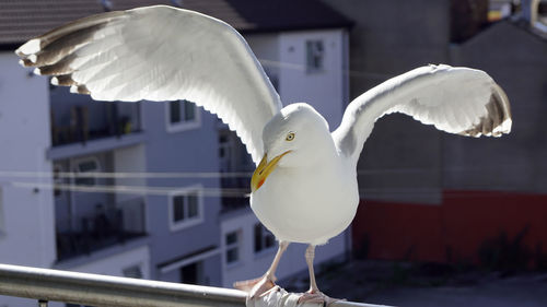 Close-up of seagull flying