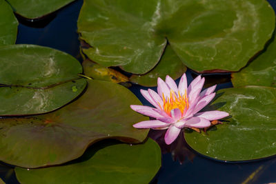 Lotus water lily in lake