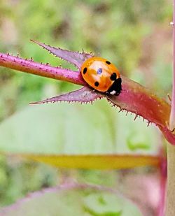 Close-up of ladybug on plant