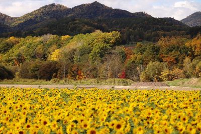 Yellow flowers growing on field
