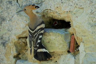 Close-up of bird perching on rock