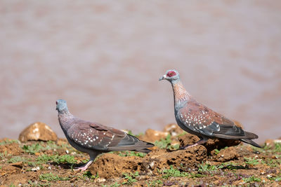 Close-up of pigeon perching on a land